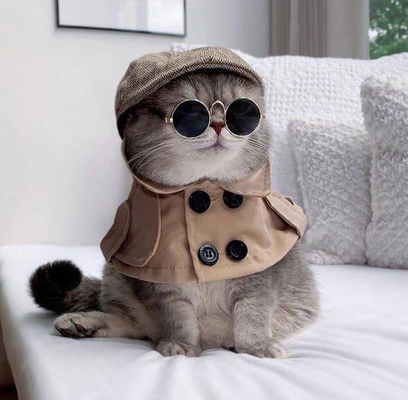 detective cat
