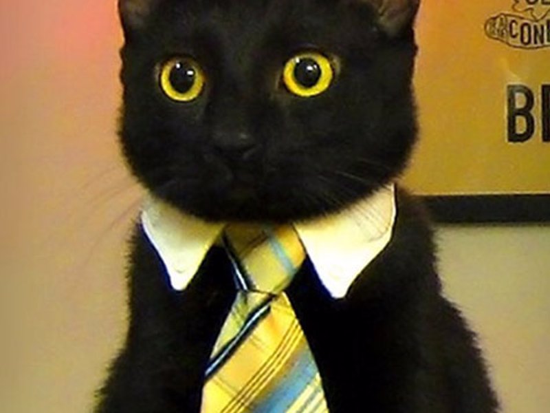 cat-with-tie